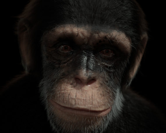 Chimpanzee Portrait